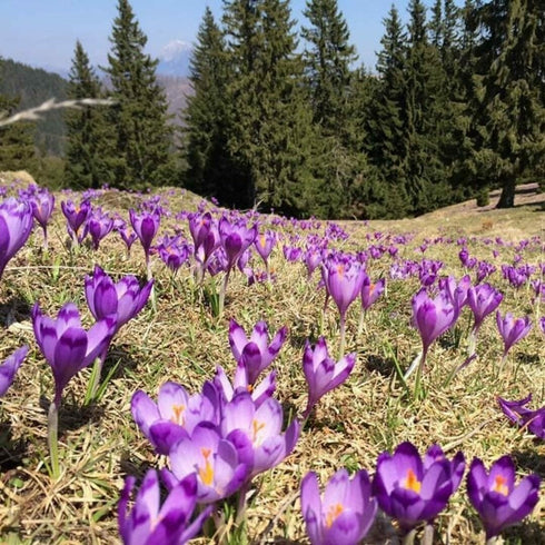 Traseu calare cu picnic in Muscel